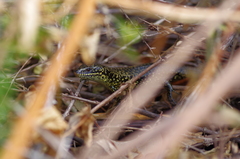 Western Glossy Swamp Skink photo 3