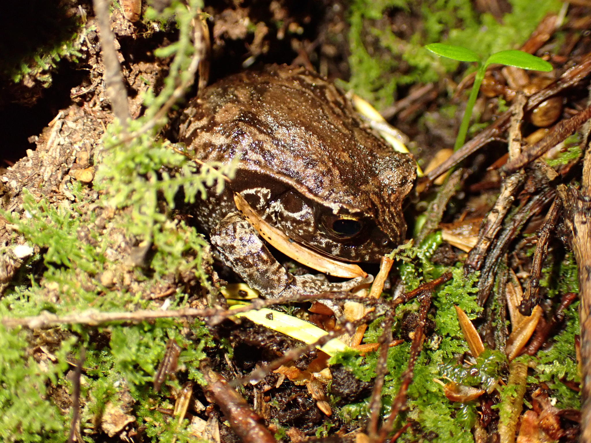 Eupsophus calcaratus (Günther, 1881)