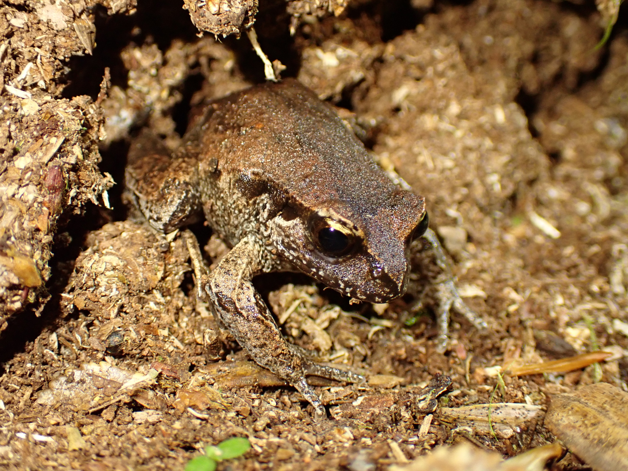 Eupsophus calcaratus (Günther, 1881)