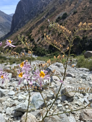 Mariposita (Schizanthus hookeri)