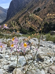 (c) Cecilia Briceño, some rights reserved (CC BY-SA) Schizanthus hookeri, photograph (c) Cecilia Briceño, some rights reserved (CC BY-SA)