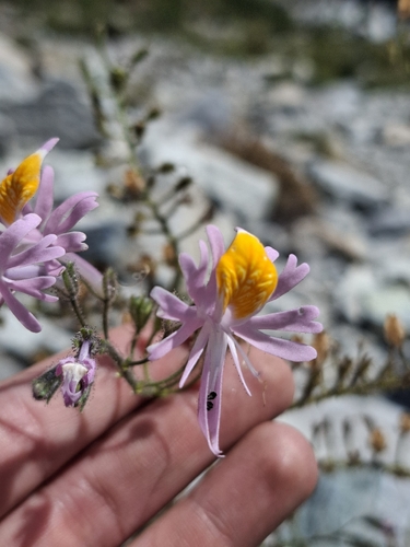 Schizanthus hookeri, photograph 4