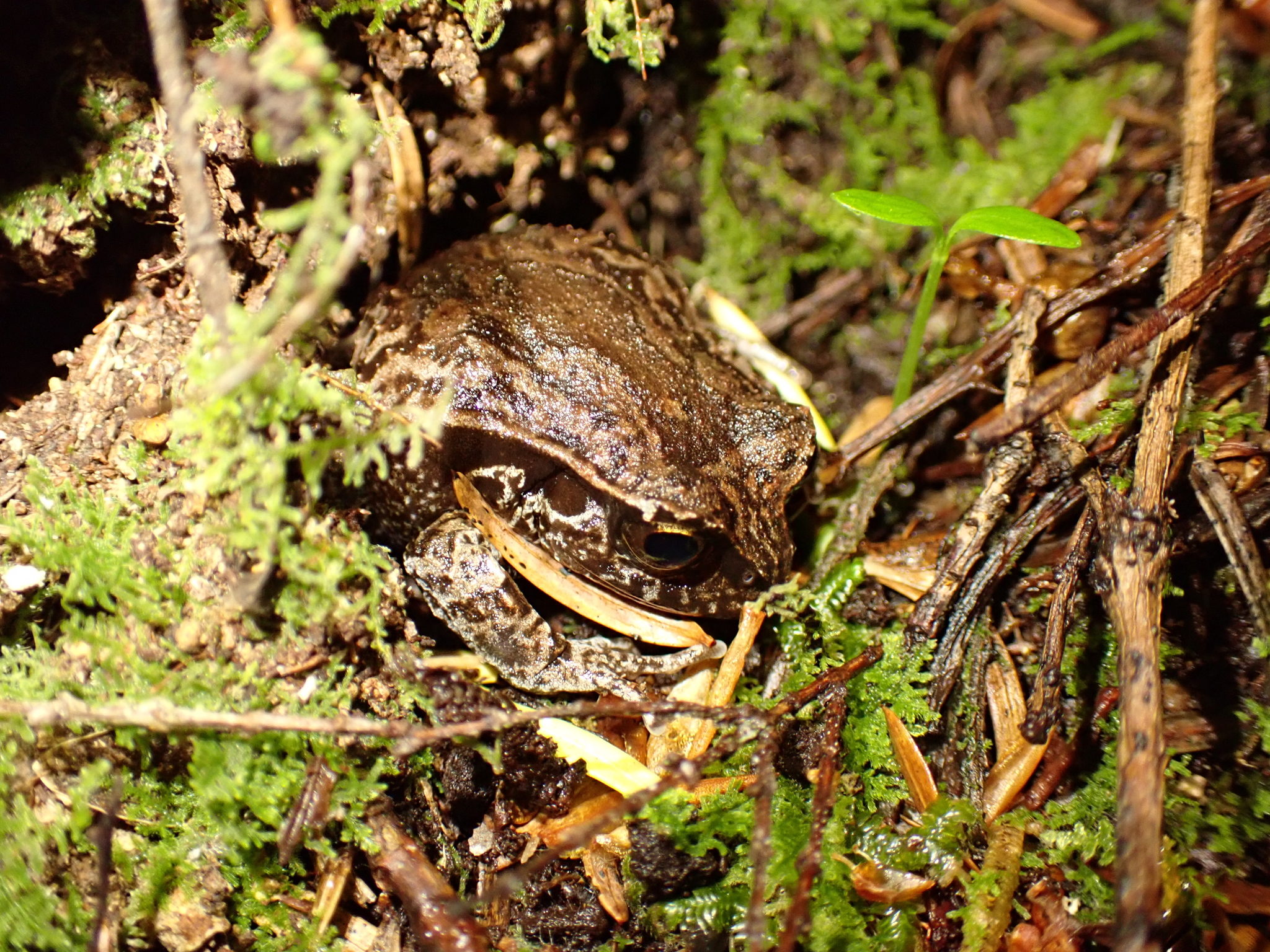 Eupsophus calcaratus (Günther, 1881)
