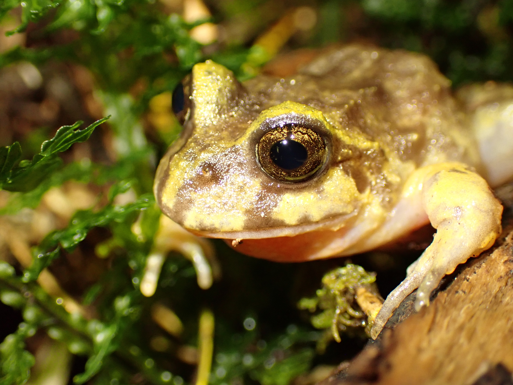 Eupsophus emiliopugini Formas, 1989