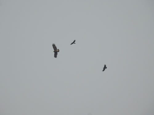 Greater Spotted Eagle