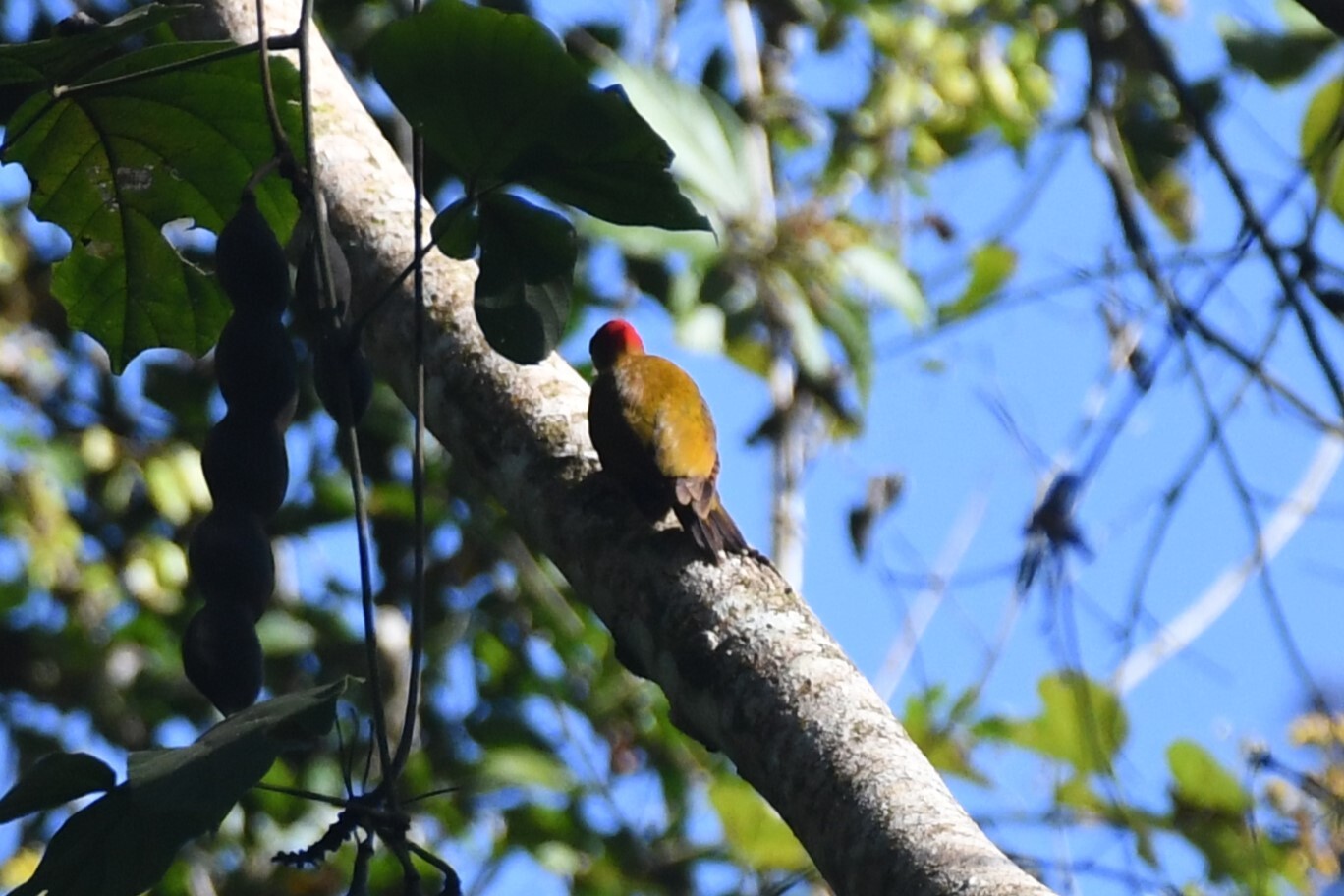 Rufous-winged Woodpecker (Piculus simplex), photo 6