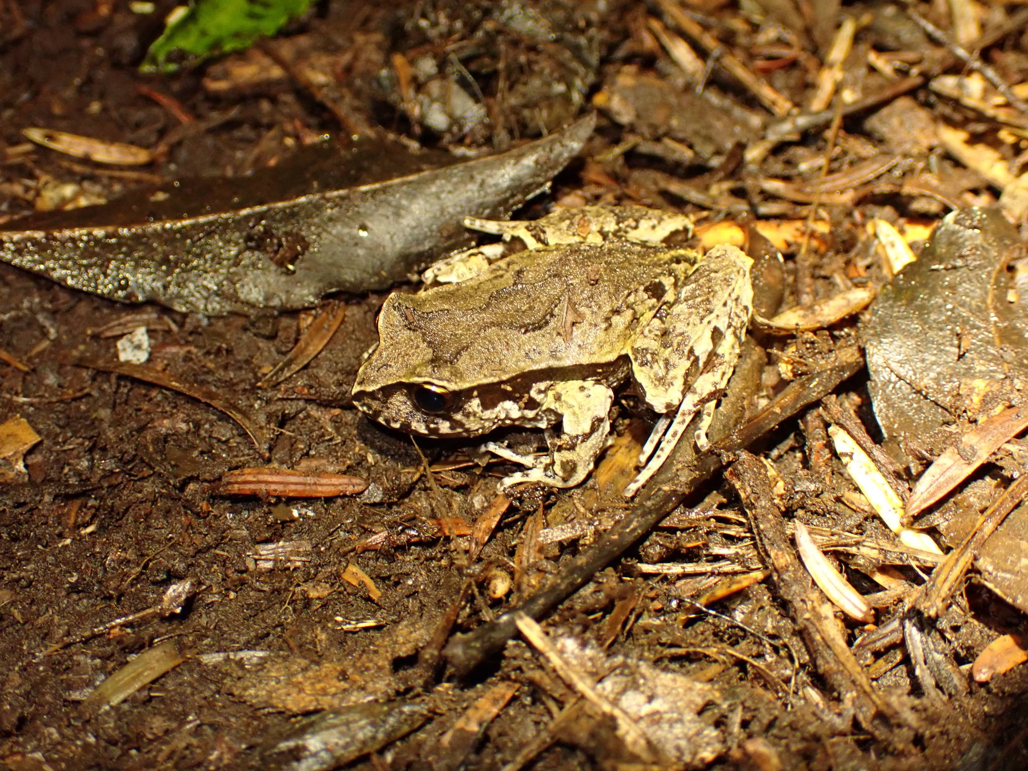 Eupsophus calcaratus (Günther, 1881)