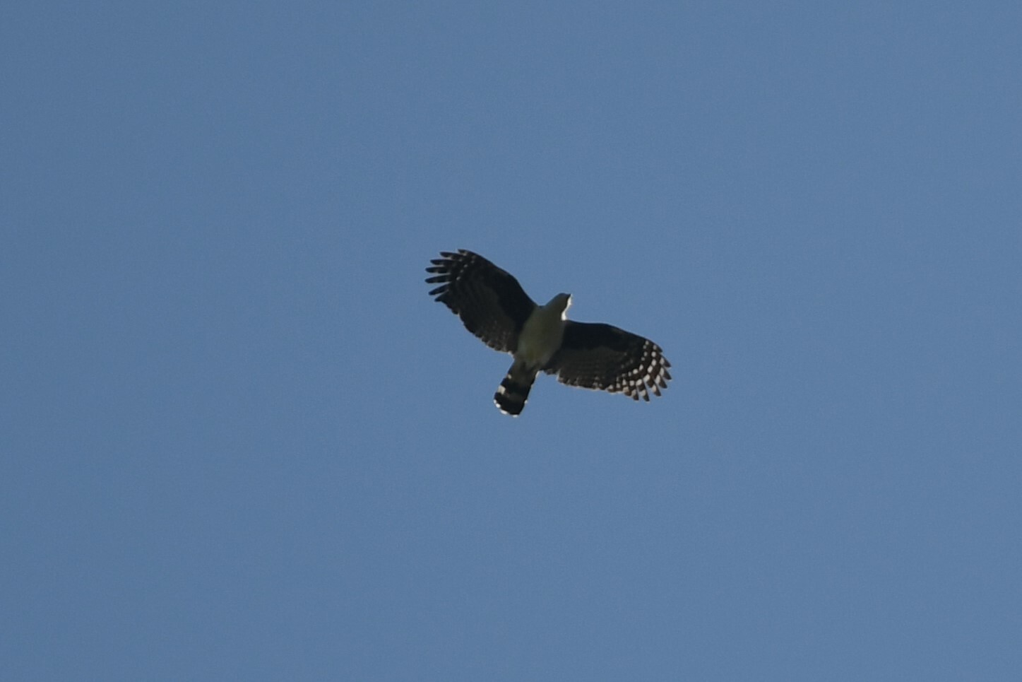 Grey-headed Kite (Leptodon cayanensis), photo 10