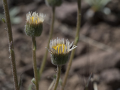 Erigeron compositus
