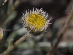 Erigeron compositus