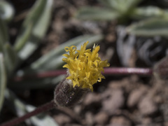 Raillardella argentea