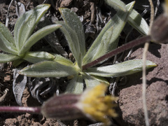 Raillardella argentea