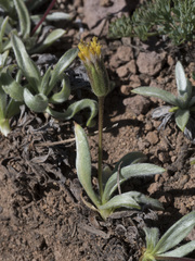 Raillardella argentea