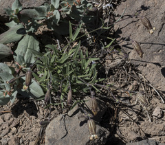 Silene douglasii douglasii