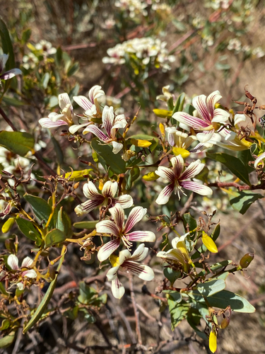 Marianthus bicolor, photograph 1