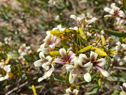 painted marianthus (Marianthus bicolor)
