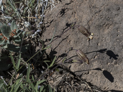 Silene douglasii douglasii