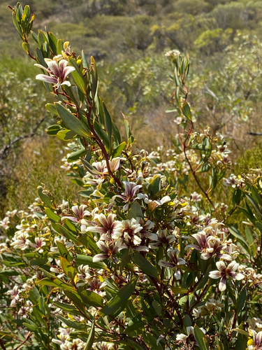 Marianthus bicolor, photograph 3