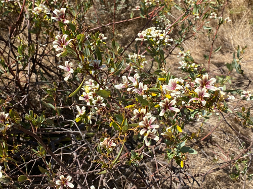 Marianthus bicolor, photograph 4