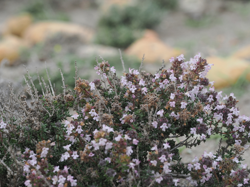 Thymus hyemalis; photograph (c) Augustin Soulard, some rights reserved (CC BY)