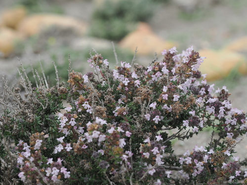 Thymus hyemalis, photograph 1