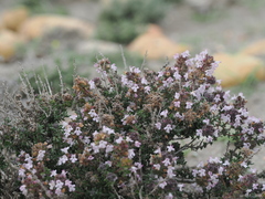 (c) Augustin Soulard, some rights reserved (CC BY) Thymus hyemalis, photograph (c) Augustin Soulard, some rights reserved (CC BY)