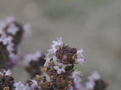 (c) Augustin Soulard, some rights reserved (CC BY) Thymus hyemalis, photograph (c) Augustin Soulard, some rights reserved (CC BY)