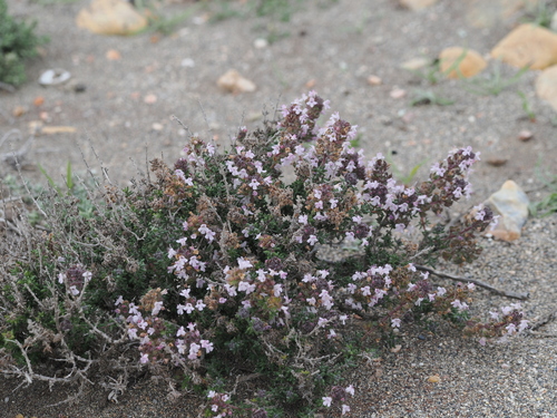 Thymus hyemalis, photograph 3