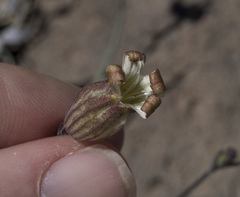 Silene douglasii douglasii