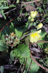 Primula × polyantha