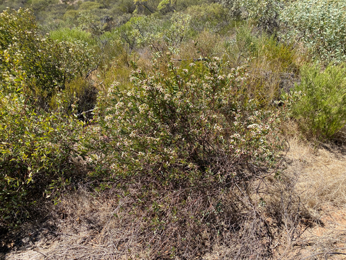 Marianthus bicolor, photograph 5