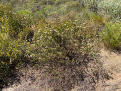 (c) smathichong, some rights reserved (CC BY) Marianthus bicolor, photograph (c) smathichong, some rights reserved (CC BY)