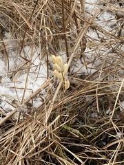 Liparis loeselii