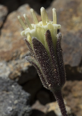 Chaenactis nevadensis