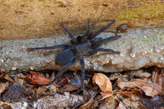 Chaetopelma olivaceum