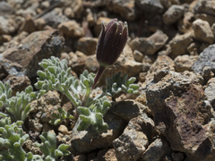 Chaenactis nevadensis