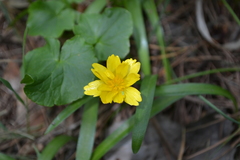 Ficaria verna