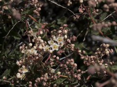 Holodiscus discolor glabrescens