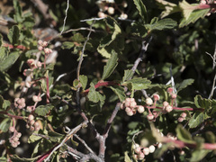 Holodiscus discolor glabrescens
