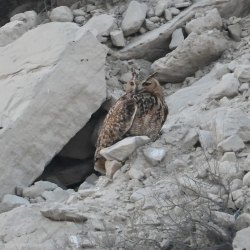 Pharaoh Eagle-Owl (Bubo ascalaphus), photo 6