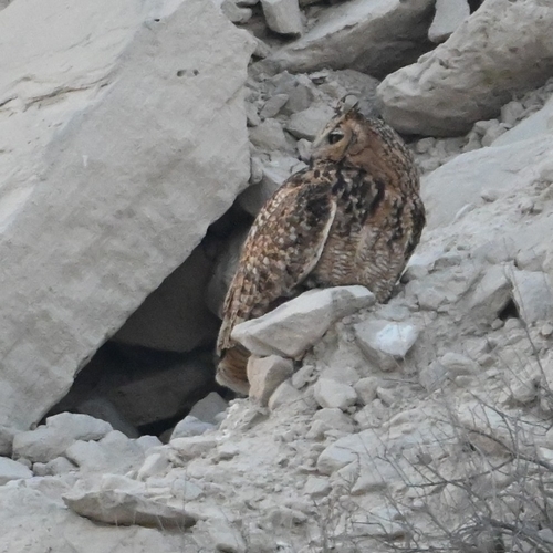 Pharaoh Eagle-Owl (Bubo ascalaphus), photo 7