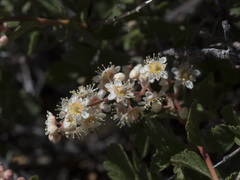 Holodiscus discolor glabrescens