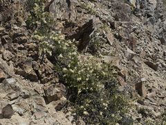 Holodiscus discolor glabrescens