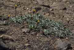 Raillardella argentea