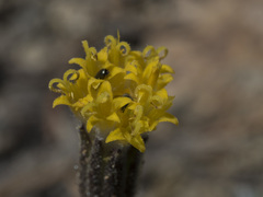 Raillardella argentea