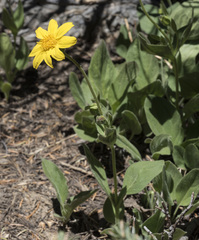 Arnica nevadensis