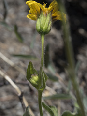 Arnica nevadensis