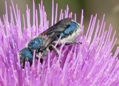 Osmia chalybea