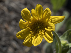 Arnica nevadensis