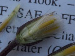 Raillardella argentea